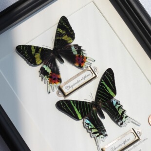 太阳娥蝴蝶标本装饰画摆件礼物高颜值月亮娥真蝴蝶昆虫生日礼物