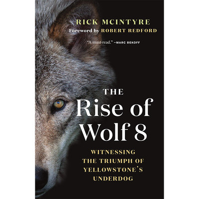 【预售】The Rise of Wolf 8：Witnessing the Triumph of Yellowstone's Underdog 狼8的崛起 英文原版图书籍进口正版 平装