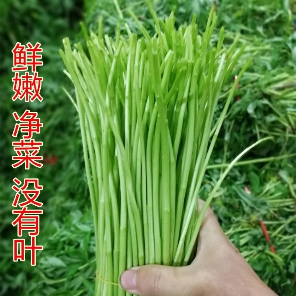 云南芦蒿新鲜篱蒿黎蒿去叶现摘农家嫩泥蒿当季蔬菜整箱5斤装包邮