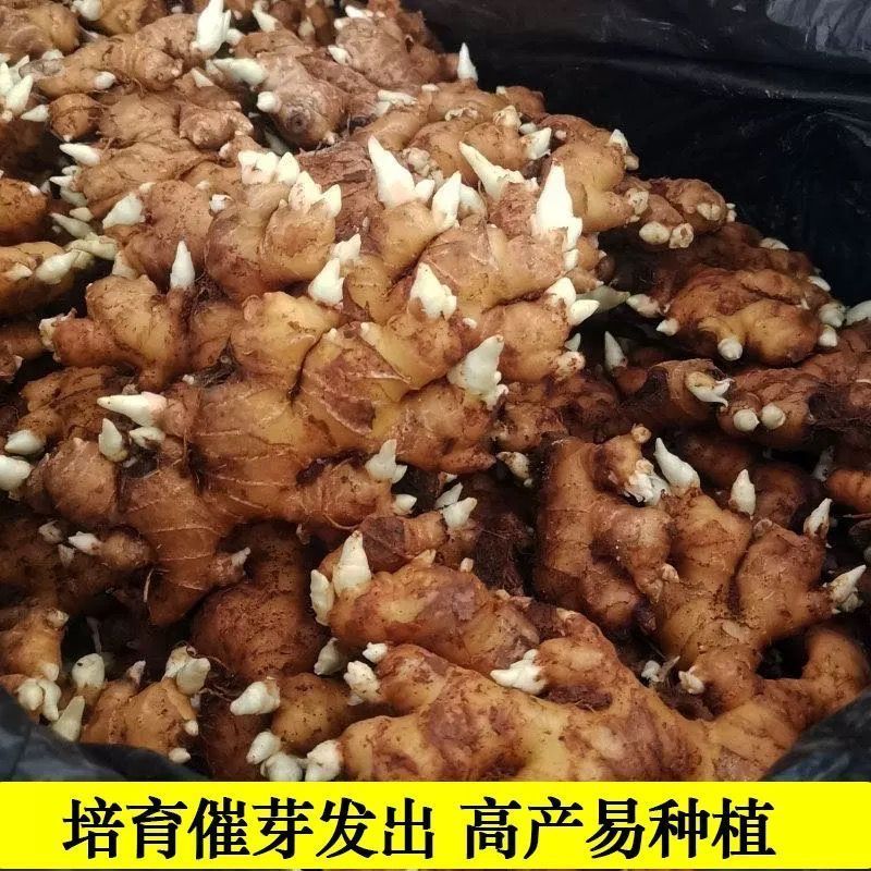 正宗小黄姜种子云南小黄姜种子批发生姜种子批发姜苗姜种特级姜种图片