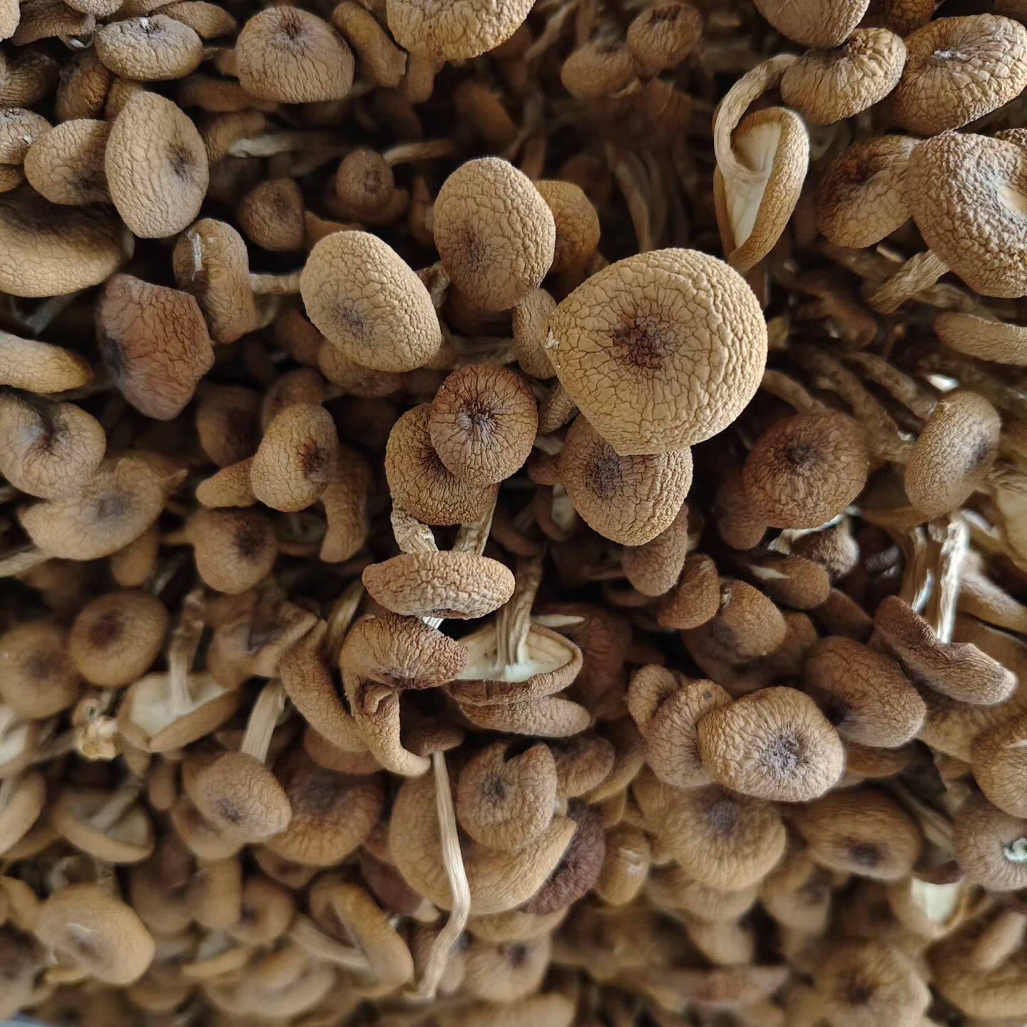 江西广昌茶树菇干货新货无硫熏特级野生茶树菇煲汤食材蘑菇干香菇