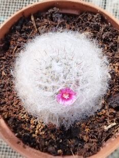 多肉植物精品仙人球乳突属实生白云高砂开花软刺云南基地发防幅射