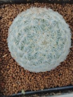 多肉植物精品实生仙人球乳突属白星大颗美花母本软刺不扎手云南发