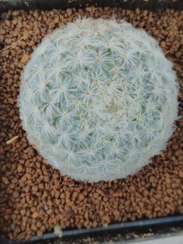 多肉植物精品实生仙人球乳突属白星大颗美花母本软刺不扎手云南发