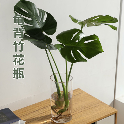 玻璃花瓶圆口30水培器皿