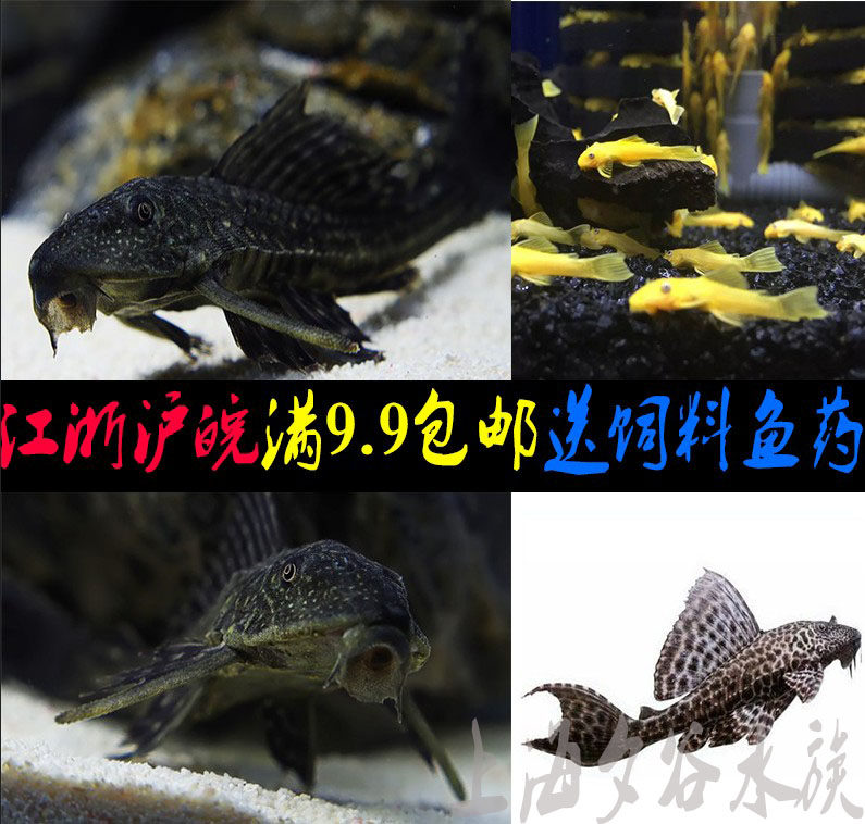 清道夫工具鱼懒人必备活体豹纹女王清洁鱼