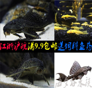 清道夫工具鱼活体豹纹女王清洁鱼