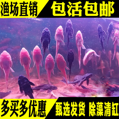 热带观赏鱼吃垃圾鱼工具鱼冷水清缸鱼鹦鹉鱼女王清道夫鱼活体包邮 - 封面