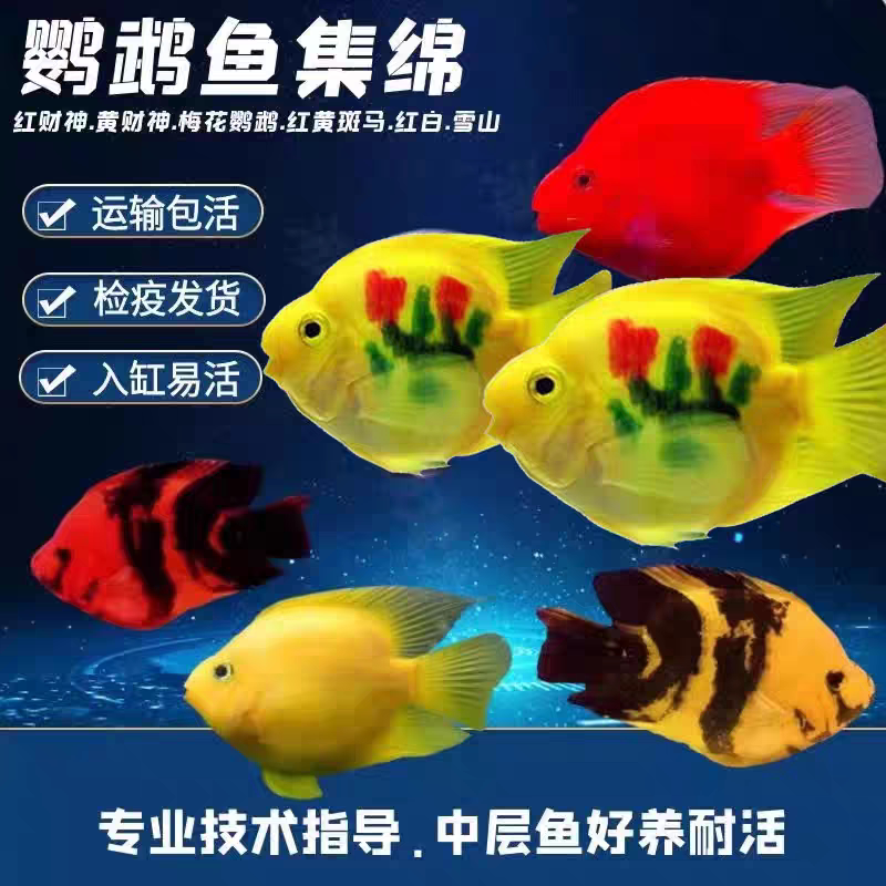 热带观赏鱼淡水鱼发财鱼红白鹦鹉鱼活鱼黑红黄斑马活体精品鱼