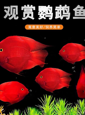 国产台系红鹦鹉鱼活体混养龙鱼