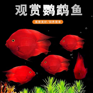 血统国产台系红鹦鹉鱼财神鱼中大型热带观赏鱼活体可以混养龙鱼