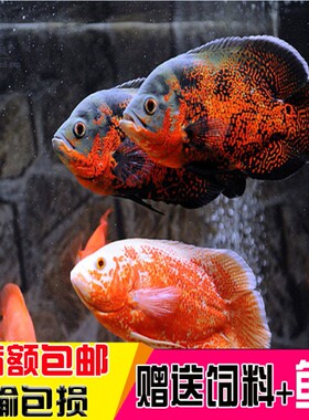 黑地图鱼白地图鱼猪仔鱼花猪鱼中大型银龙鱼热带观赏鱼活体包邮