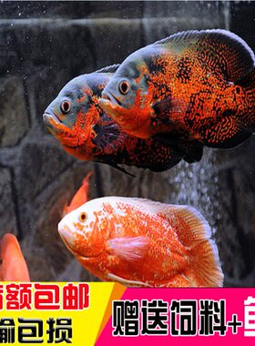 地图鱼活体观赏鱼鱼中大型鱼