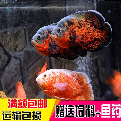 黑地图鱼白地图鱼猪仔鱼花猪鱼中大型银龙鱼热带观赏鱼活体包邮 - 封面