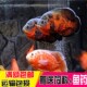 黑地图鱼白地图鱼猪仔鱼花猪鱼中大型银龙鱼热带观赏鱼活体 包邮
