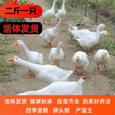 2斤鹅活体大白鹅狮头鹅三花鹅6斤下蛋鹅四季蛋鹅浙东鹅五龙鹅活鹅
