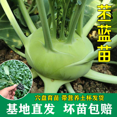 苤蓝菜苗大头菜苗绿甘蓝青梗松花菜水果苗涪陵榨菜秋季苤兰秧苗