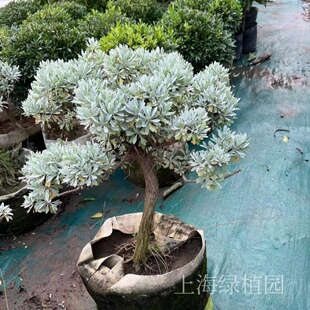 芙蓉菊朝雾草绵杉菊银香菊雪艾玉芙蓉雪叶菊庭院阳台室内鲜活苗