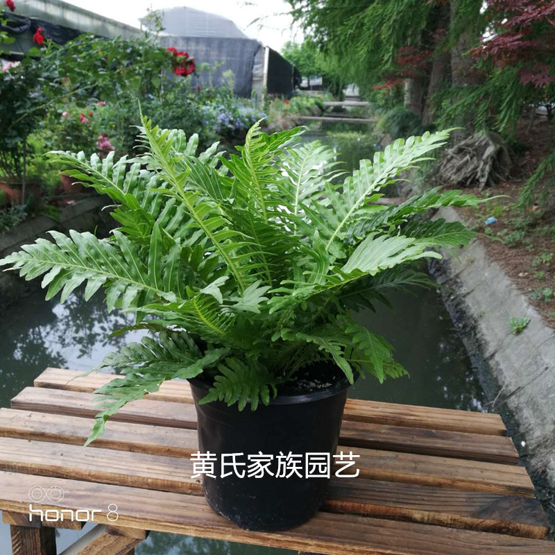 蕨类植物富贵蕨室内吸甲醛耐阴