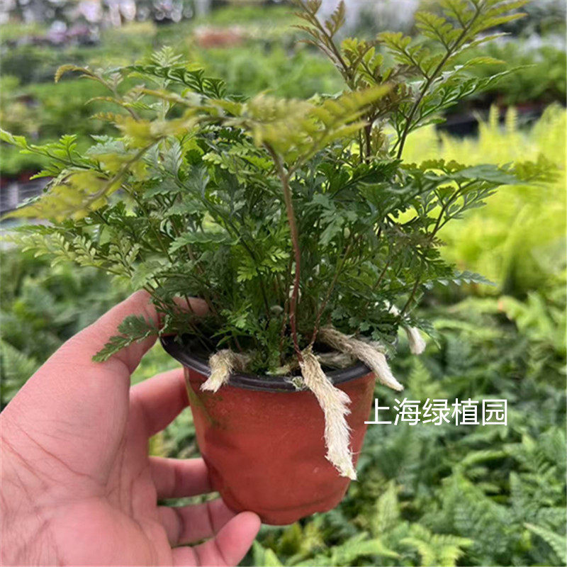 鸟巢蕨傅氏盆栽凤尾蕨平安蕨珊瑚蕨狼尾蕨类植物办公室耐阴绿植
