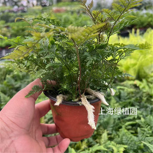 鸟巢蕨傅氏盆栽凤尾蕨平安蕨珊瑚蕨狼尾蕨类植物办公室耐阴绿植