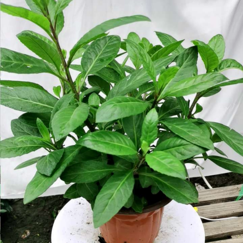 明月草盆栽降糖草白子菜庭院阳台多年生金鸡毛草泰国神仙草胰岛苗