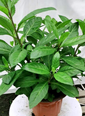 绿植白子庭院金鸡毛草泰国盆栽苗