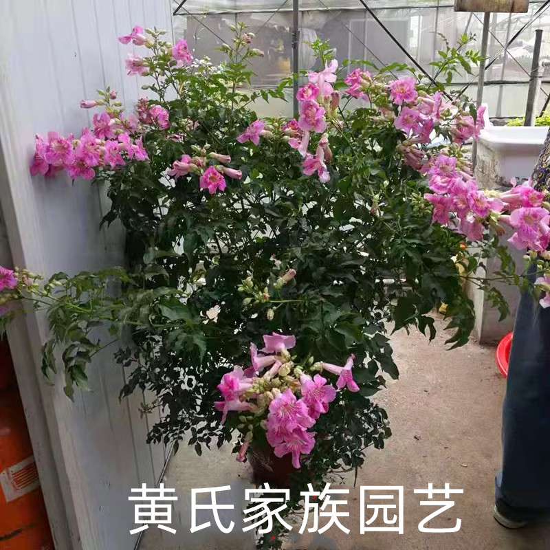 爬藤植物凌霄花苗耐高温暴晒耐冻