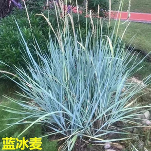 蓝冰麦盆栽植物蓝灰蓝滨麦花园庭院阳台多年生地被美化环境观赏草