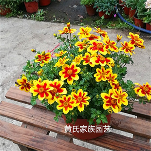 彩星花晚秋鬼针草 盆栽苗黎明之星 Bidens Daw多年生宿根植物包邮