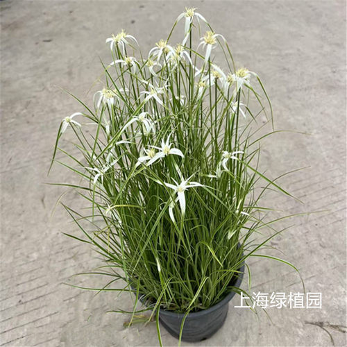 多年生宿根植物种土里水里都可以