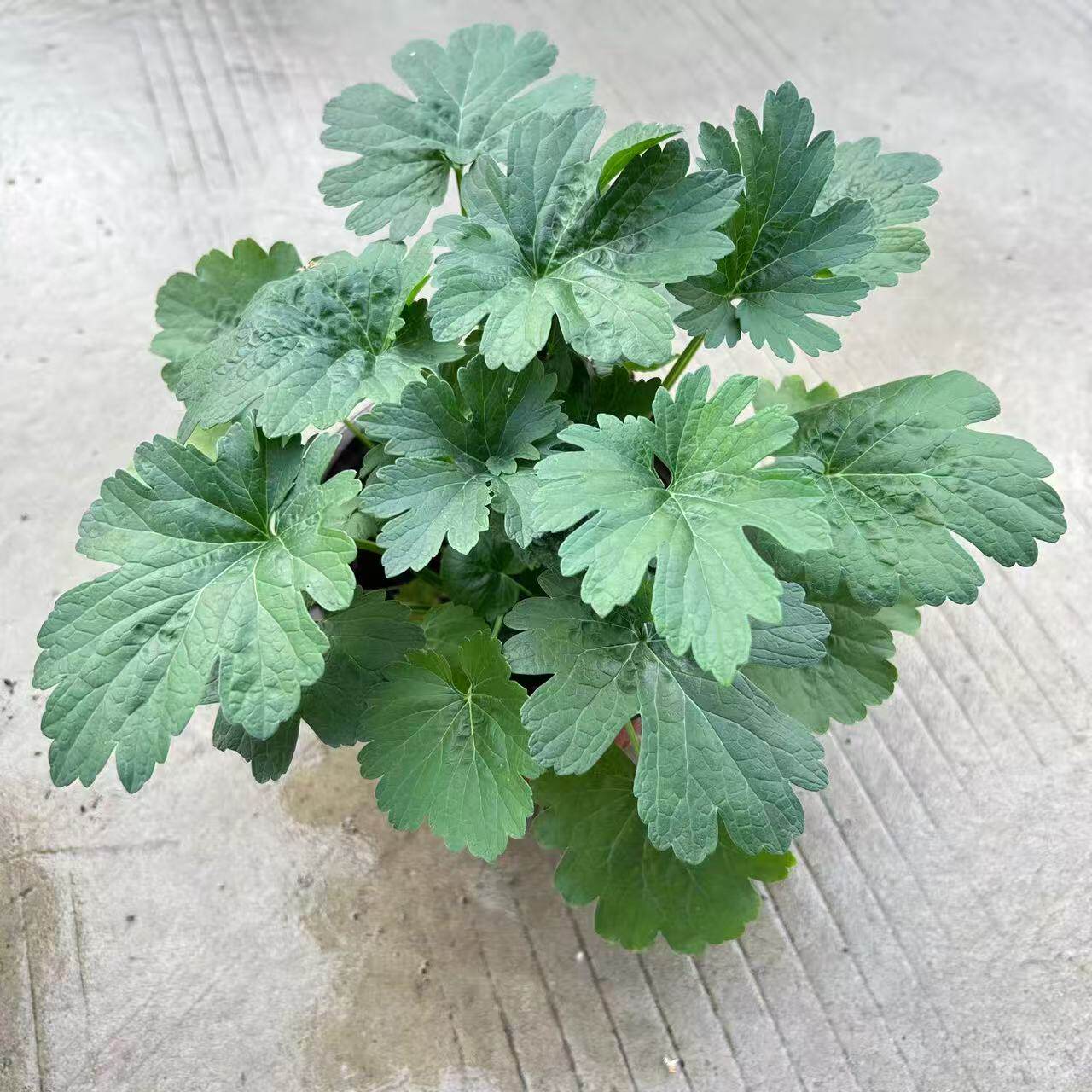 新鲜益母草盆栽苗月子草云母草苗阳台庭院花园红艾草苗香草苗包邮
