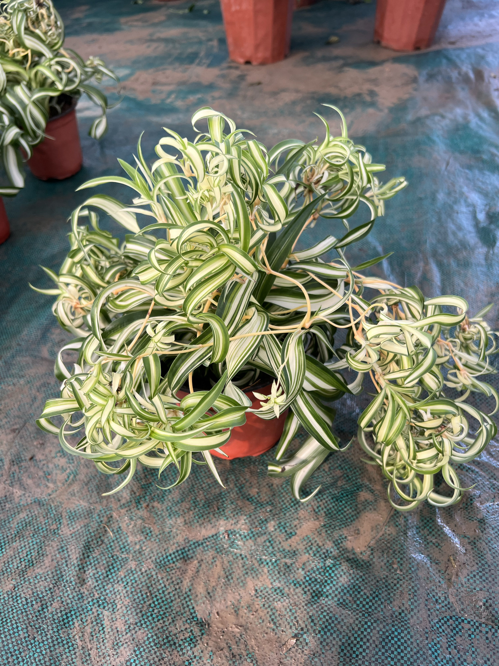 金边吊兰吉祥草办公室绿植盆栽小清新花卉耐阴耐寒花期长观叶包邮