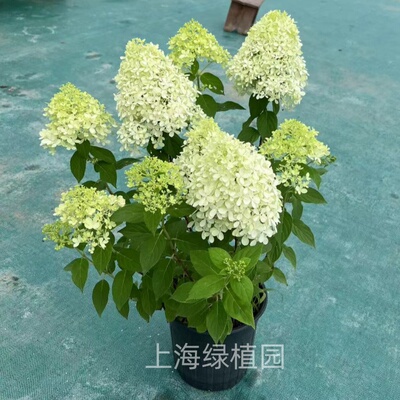 多年生木本植物耐活好养护花量大