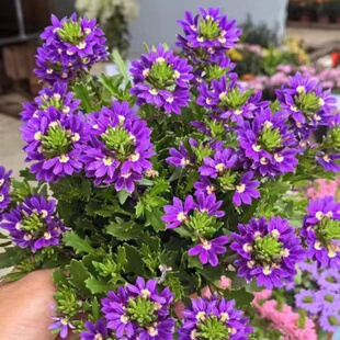 四季开花草海桐半扇花盆栽羊角树草花镜植物耐热耐冻阳台花园易爆