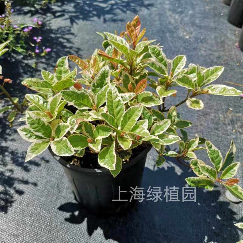 意大利花叶络石彩叶紫金牛锦绣大地盆栽 庭院阳台植物 耐热耐冻