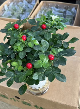 九里香阳台绿色百里香千里香绿植盆栽花卉办公室养花香包邮鲜活苗