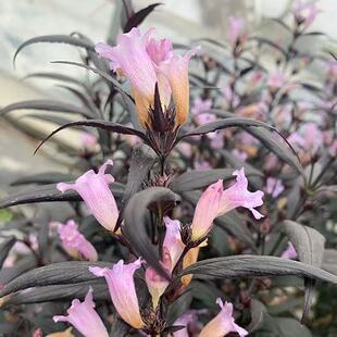 马兰花苗马兰花盆栽植物喜雅盆栽四季常绿庭院阳台满树是花包邮