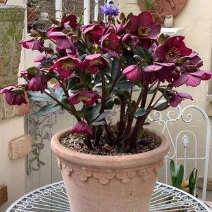 圣诞玫瑰户外盆栽铁筷子带花发货冬季庭院阳台常绿耐寒植物室内外