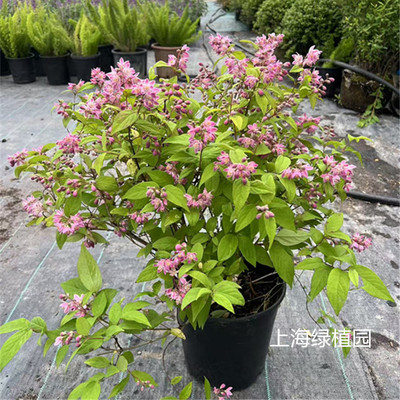 多年生灌木植物雪樱花溲疏带花发