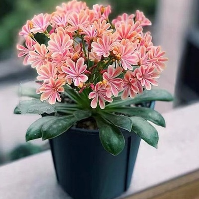 多花露薇花耐寒耐冻多肉植物