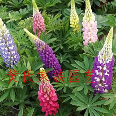 鲁冰花花苗阳台盆栽耐冻包邮