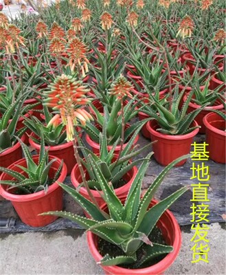 芦荟库拉索龙舌兰金边吸甲醛盆栽