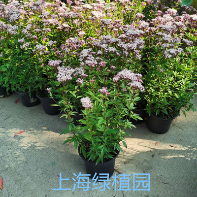 耐热耐寒多年生蜜源植物盆栽包邮