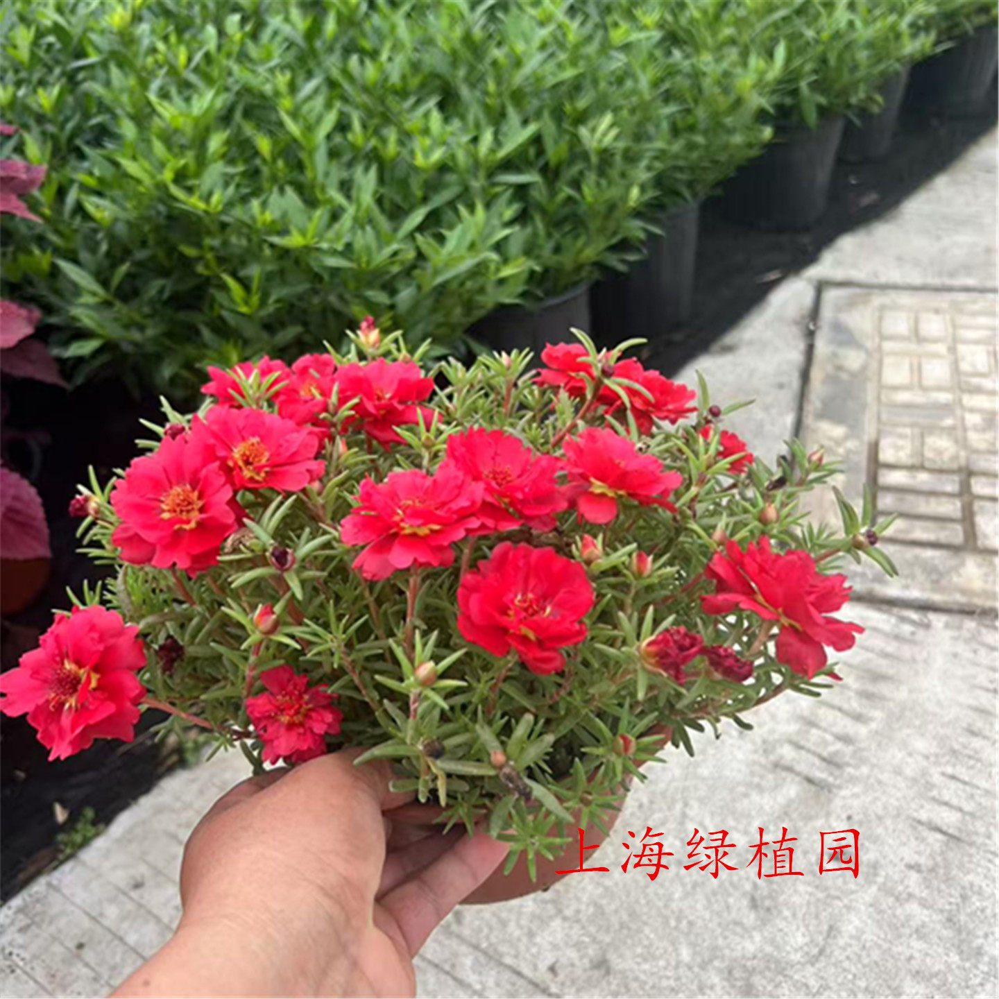 包邮阳台庭院耐晒太阳花盆栽单瓣马齿苋重瓣的阳台观花植物夏堇