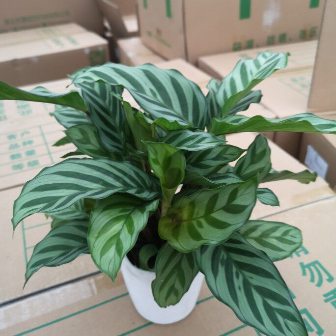 彩美丽竹芋合果芋迷你小盆栽室内办公室桌面客厅彩色植物四季常青