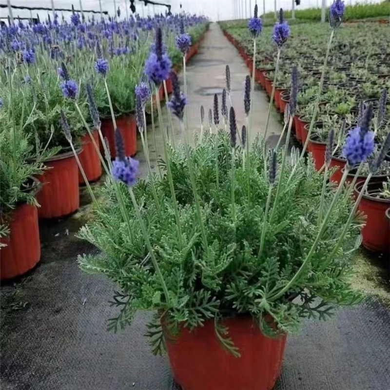 薰衣草驱蚊草花园阳台帮助睡眠