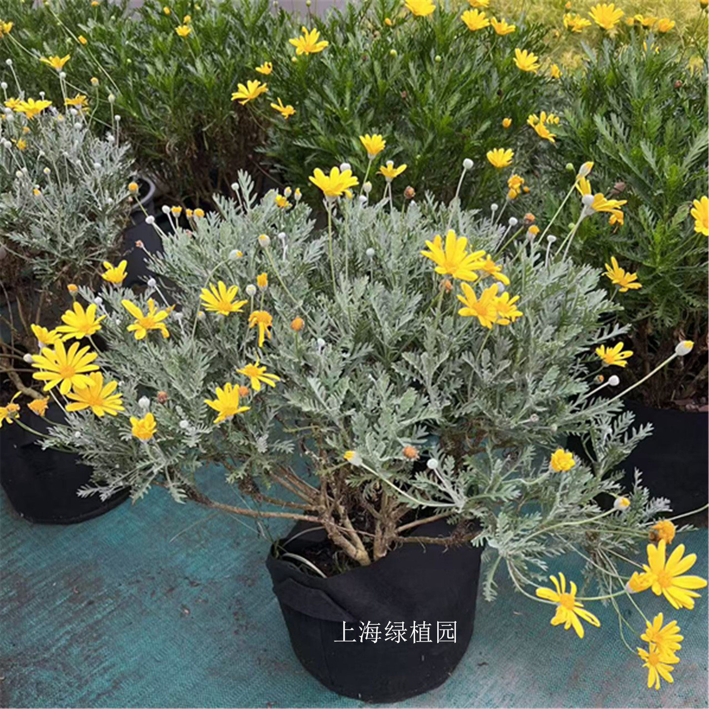 木春菊黄金菊盆栽 室内外玛格丽特花苗阳台庭院冬季耐寒花卉绿植
