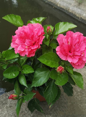 木槿 朱瑾 扶桑花苗牡丹芙蓉盆栽大花芙蓉葵观花植物耐热耐晒包邮