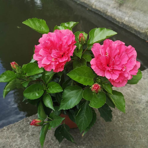 朱瑾花扶桑花木槿耐热耐高温暴晒